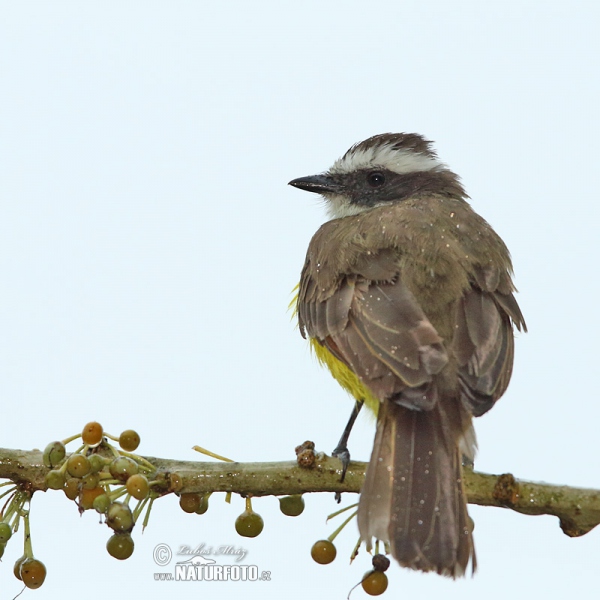 Tyran pospolitý (Myiozetetes similis)