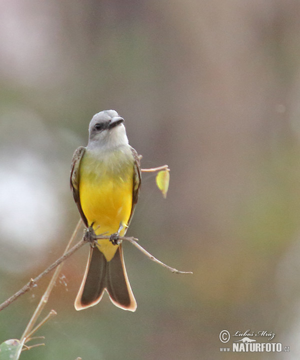 Tyran tropický (Tyrannus melancholicus)