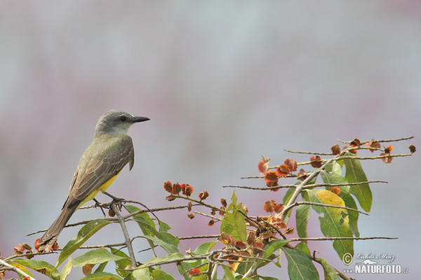 Tyran tropický (Tyrannus melancholicus)