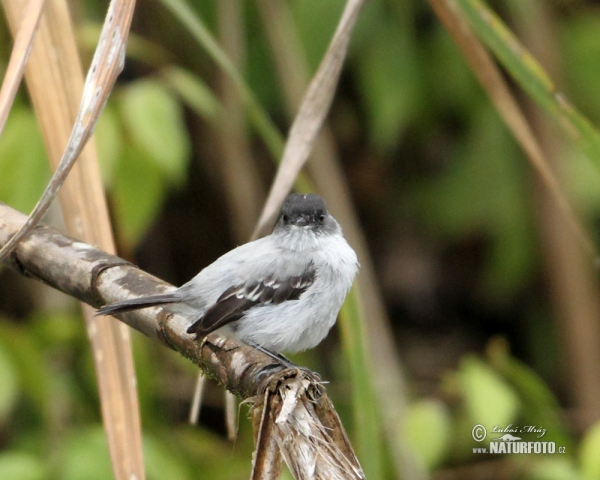 Tyrančík bystřinný (Serpophaga cinerea)