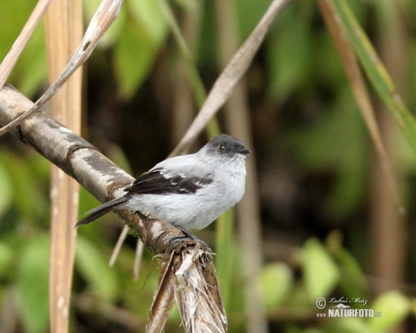 Tyrančík bystřinný (Serpophaga cinerea)