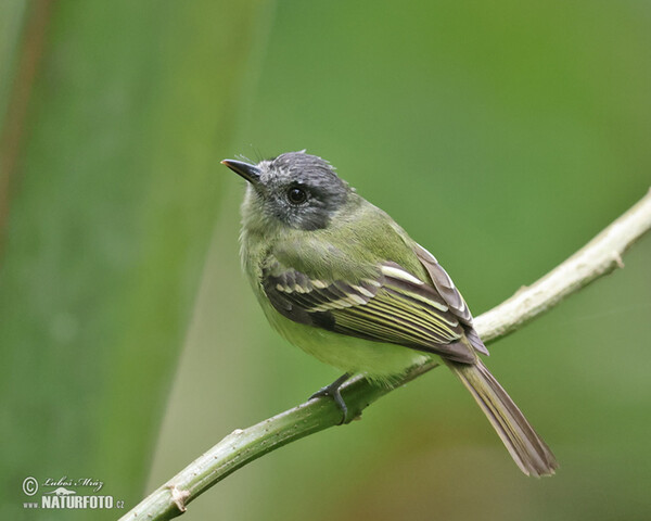 Tyrančík šedočapkový (Phyllomyias plumbeiceps)