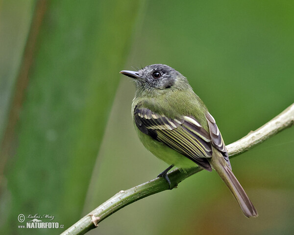 Tyrančík šedočapkový (Phyllomyias plumbeiceps)