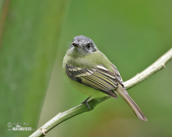 Tyrančík šedočapkový (Phyllomyias plumbeiceps)