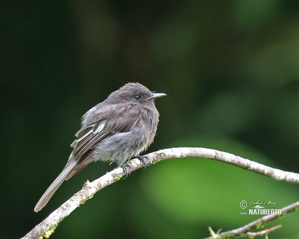 Tyranovec černý (Sayornis nigricans)