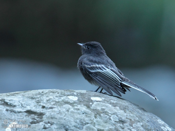 Tyranovec černý (Sayornis nigricans)