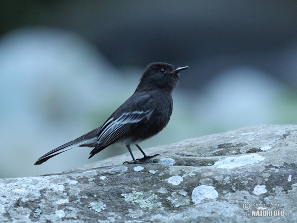 Tyranovec černý (Sayornis nigricans)