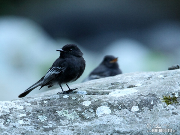 Tyranovec černý (Sayornis nigricans)