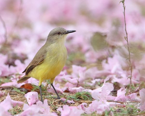 Tyranovec dlouhonohý (Machetornis rixosa)