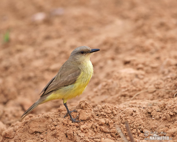 Tyranovec dlouhonohý (Machetornis rixosa)