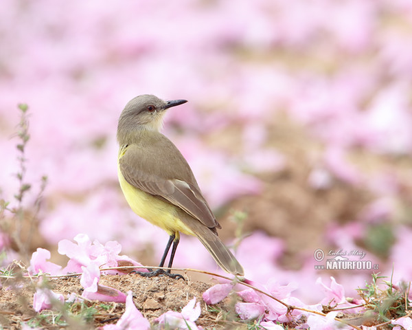 Tyranovec dlouhonohý (Machetornis rixosa)