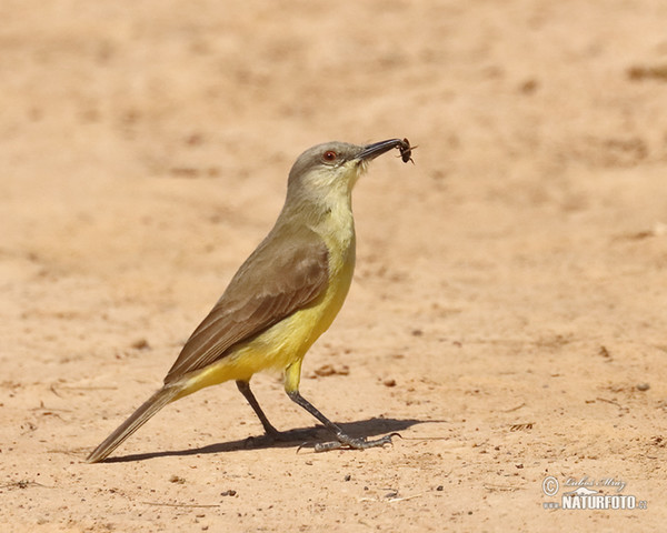 Tyranovec dlouhonohý (Machetornis rixosa)