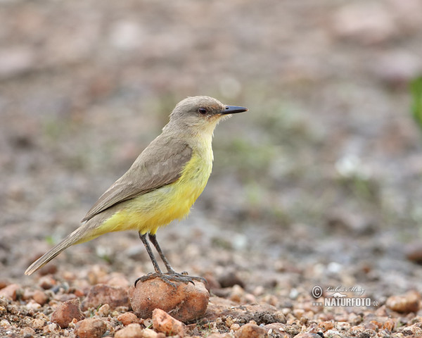 Tyranovec dlouhonohý (Machetornis rixosa)