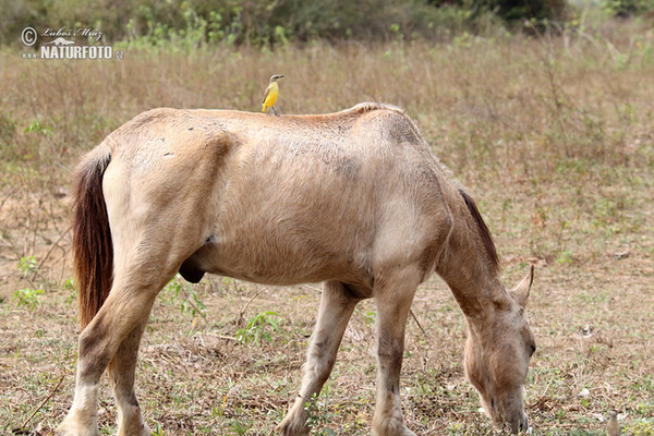 Tyranovec dlouhonohý (Machetornis rixosa)