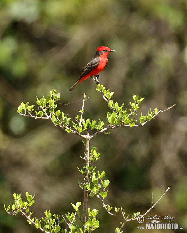 Tyranovec rubínový (Pyrocephalus rubinus)