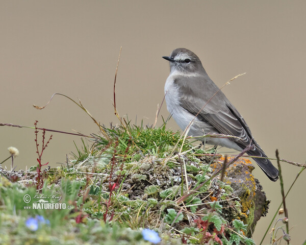 Tyranovec skalní (Muscisaxicola alpinus)