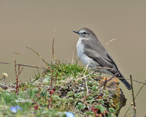 Tyranovec skalní (Muscisaxicola alpinus)