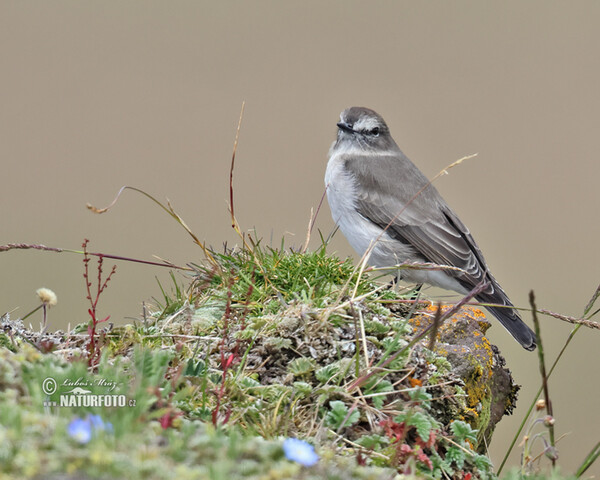 Tyranovec skalní (Muscisaxicola alpinus)