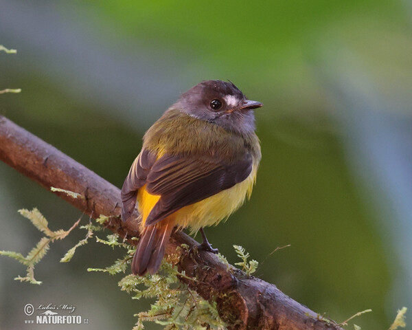 Tyranovec zdobený (Myiotriccus ornatus)