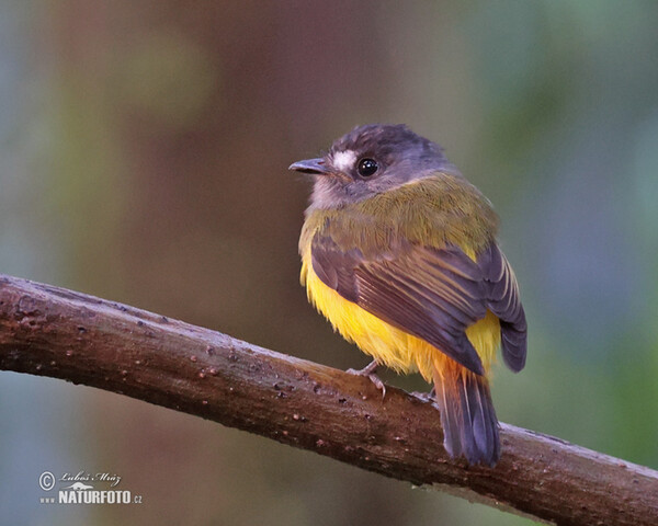 Tyranovec zdobený (Myiotriccus ornatus)