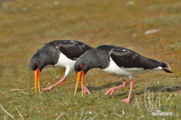 Ústřičník velký (Haematopus ostralegus)