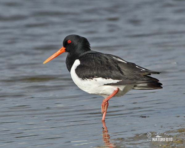 Ústřičník velký (Haematopus ostralegus)