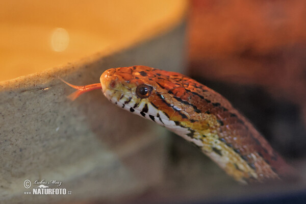 Užovka červená (Pantherophis Guttatus)