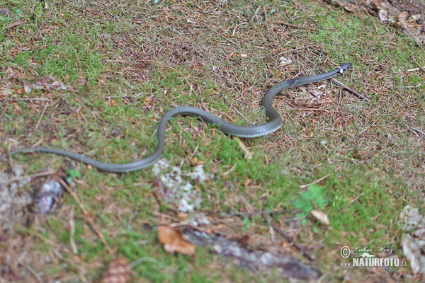 Užovka obojková (Natrix natrix)