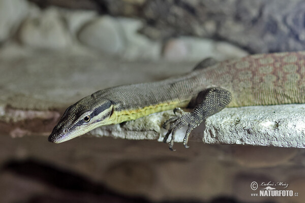 Varan Glauetův (Varanus glauerti)