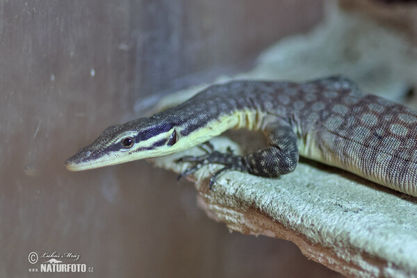 Varan Glauetův (Varanus glauerti)