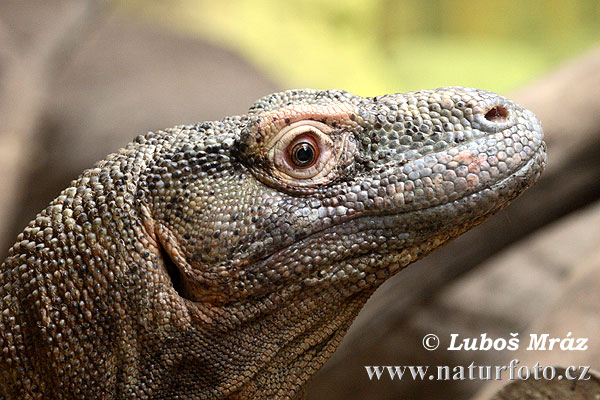 Varan komodský (Varanus komodoensis)