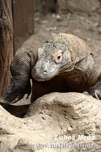 Varan komodský (Varanus komodoensis)