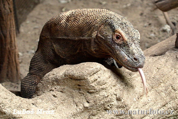 Varan komodský (Varanus komodoensis)