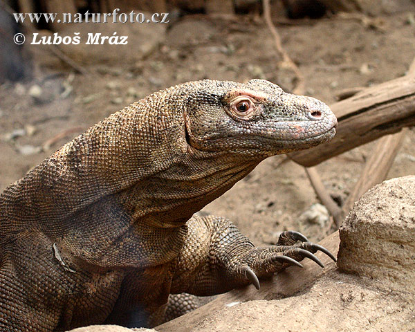 Varan komodský (Varanus komodoensis)