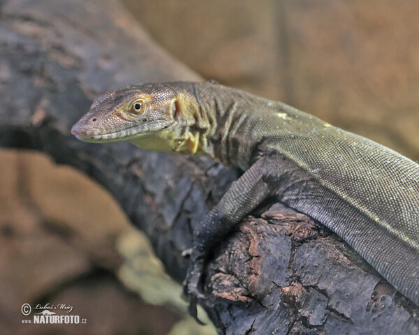 Varan Mertensův (Varanus mertensi)