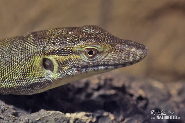 Varan Mertensův (Varanus mertensi)