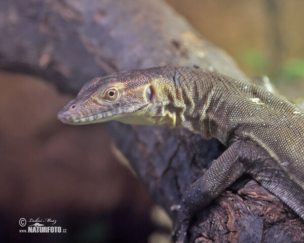 Varan Mertensův (Varanus mertensi)