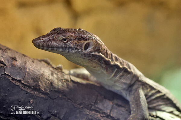 Varan Mertensův (Varanus mertensi)