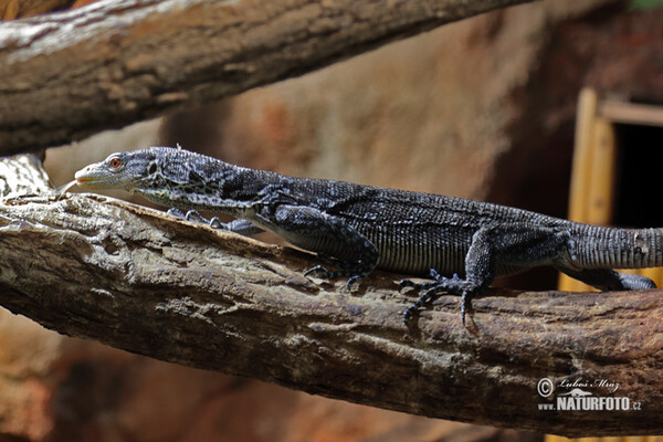 Varan modrý (Varanus macraei)