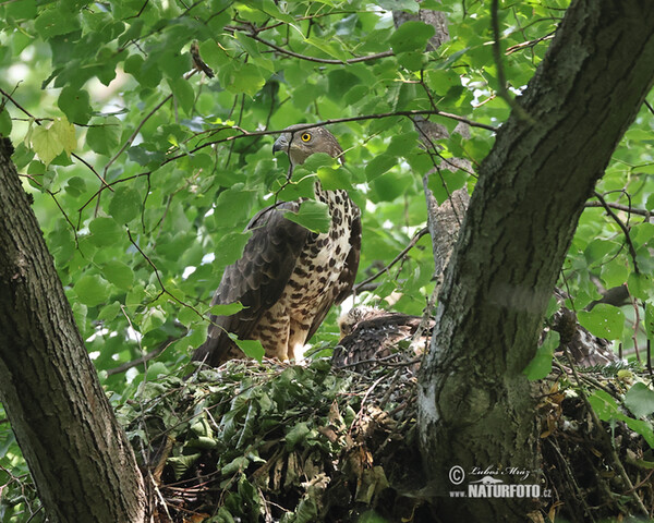 Včelár lesný (Pernis apivorus)