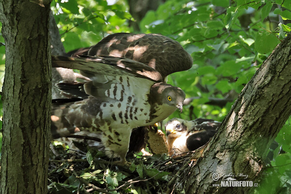 Včelár lesný (Pernis apivorus)