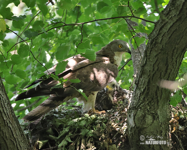 Včelár lesný (Pernis apivorus)