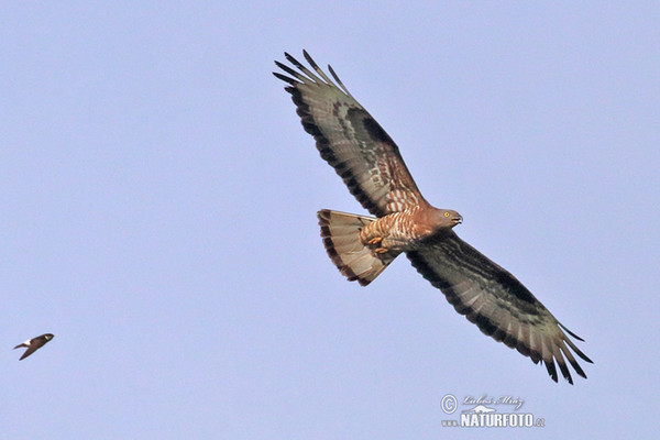 Včelár lesný (Pernis apivorus)