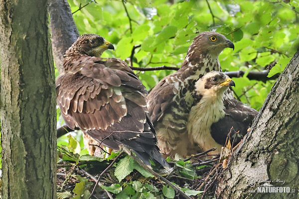 Včelár lesný (Pernis apivorus)