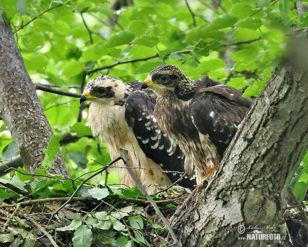 Včelár lesný (Pernis apivorus)