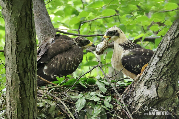 Včelár lesný (Pernis apivorus)