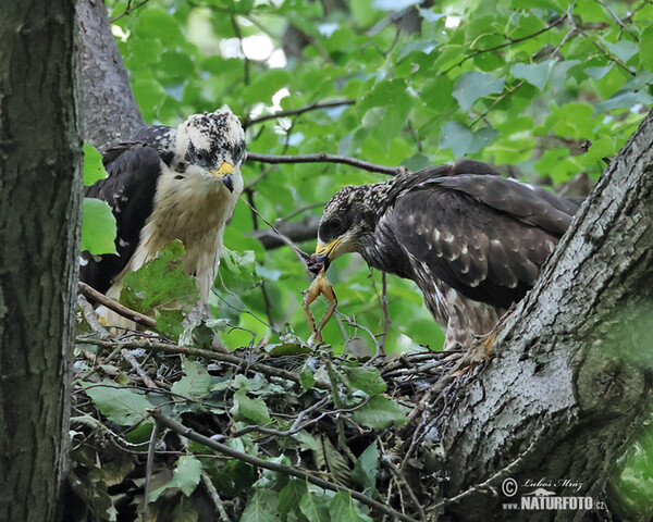 Včelár lesný (Pernis apivorus)