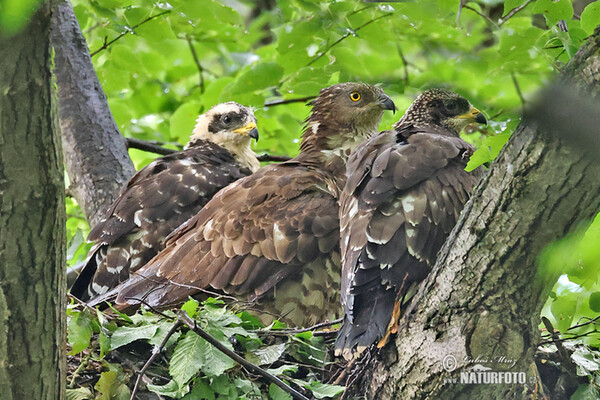 Včelár lesný (Pernis apivorus)