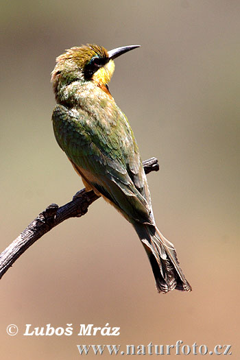 Včelárik trpasličí (Merops pusillus)