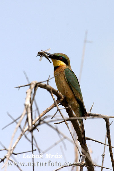 Včelárik trpasličí (Merops pusillus)